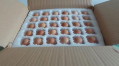 南京珍珠棉新品-鸡蛋定型珍珠